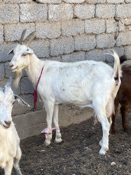 ОРЫС ЕШКЫ Ешкі сатылады 10 ешкі