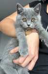British Shorthair Blue