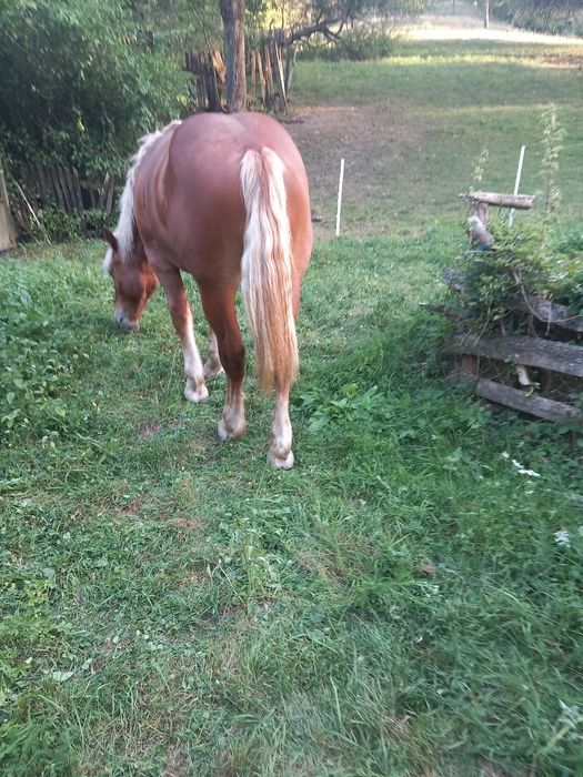 Vând sau schimb mânz