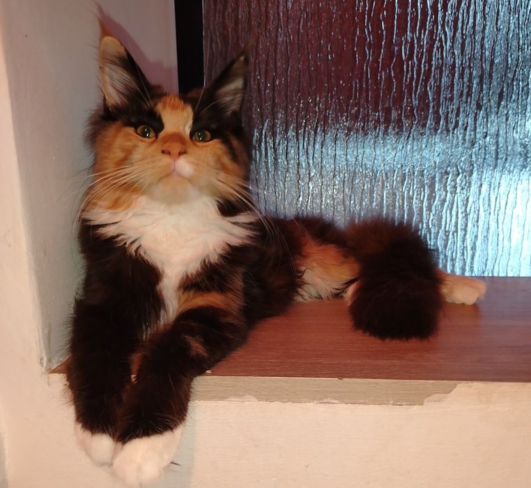 Fetita Maine Coon XXL
