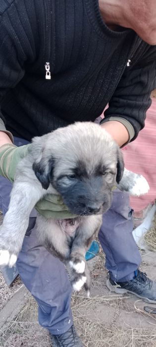 Отдам щенки бесплатно в хорошие руки