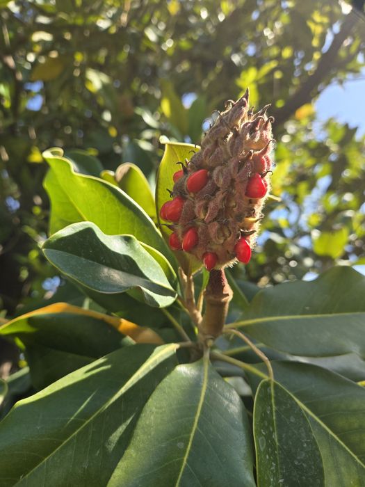 Семена Магнолия грандифлора magnolia grandiflora