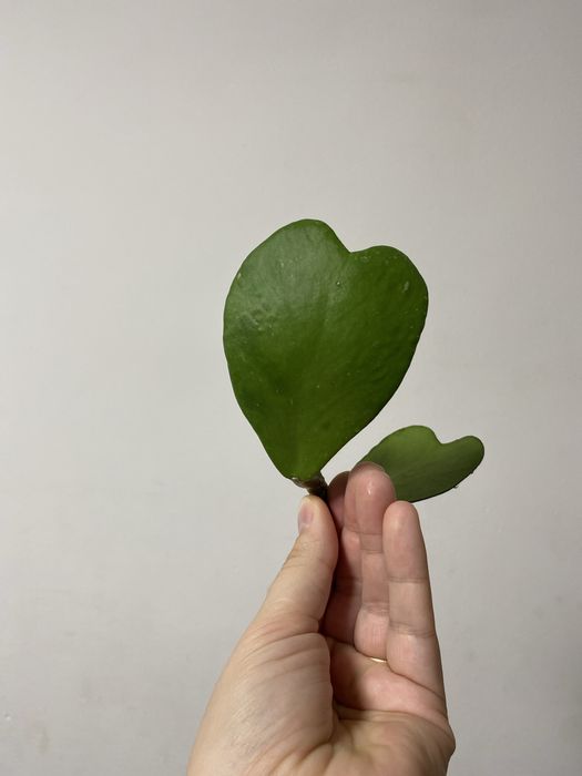 Укорененные черенки хойи керри