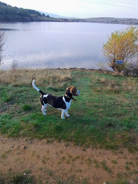 Подарявам Бигъл на 1 годинка