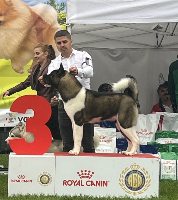 American akita cu pedigree