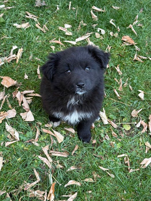 Милые девчушки ищут дом)