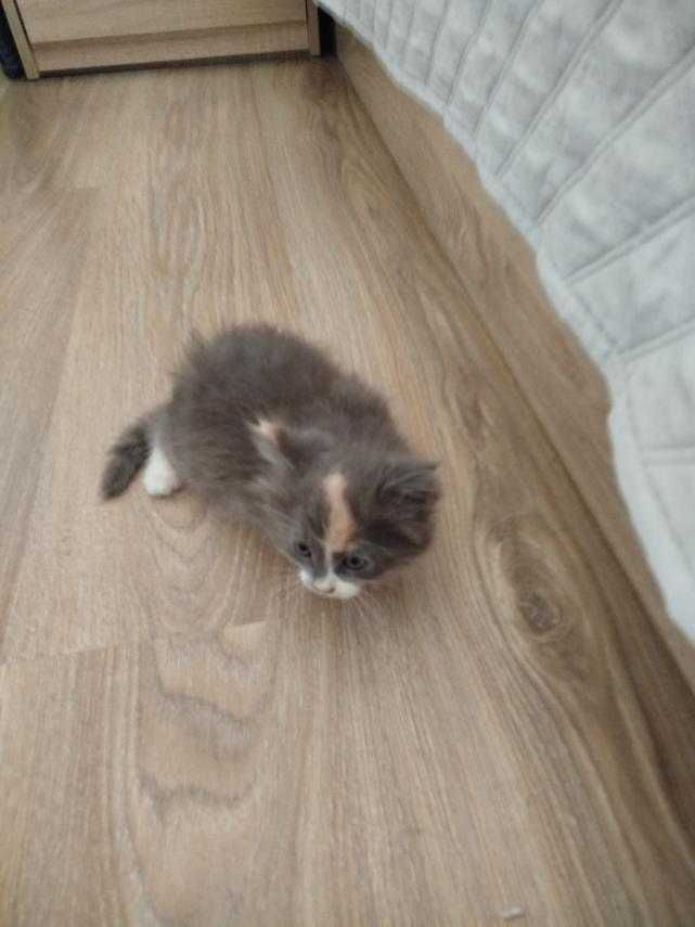 Подарям мъжко   котенце.