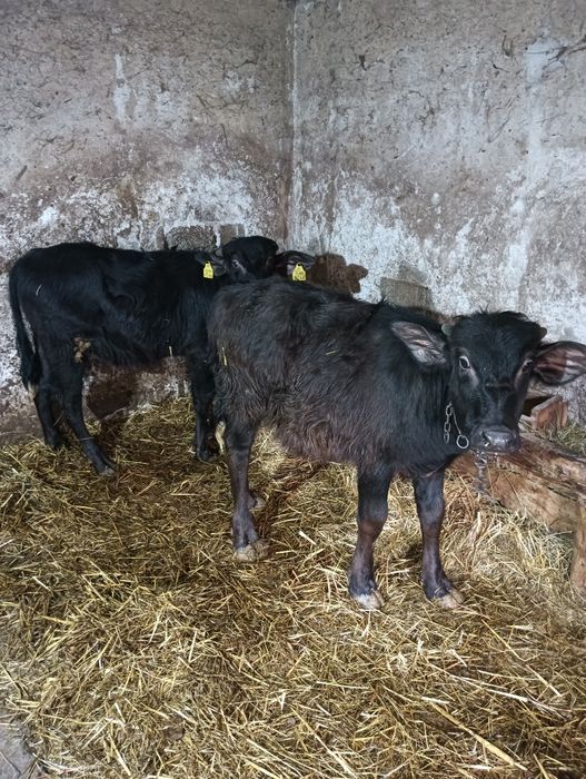 Vind viței de bivoli