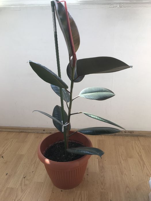 Vand planta Ficus