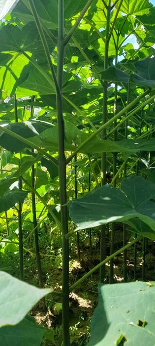 Фиднаки Пауловния