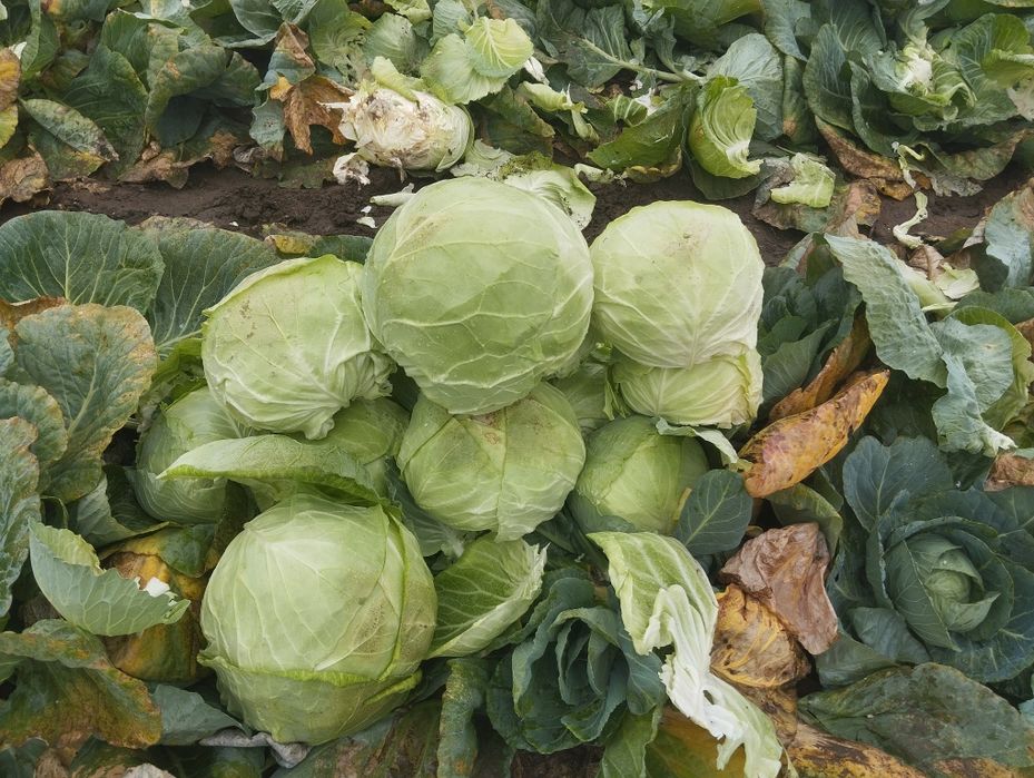 Продавам-Зеле Ергенско