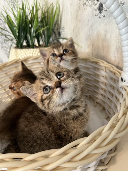 Продаются шотландские котята