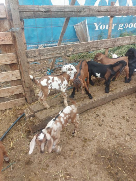 Iezi  de 3 săptămâni