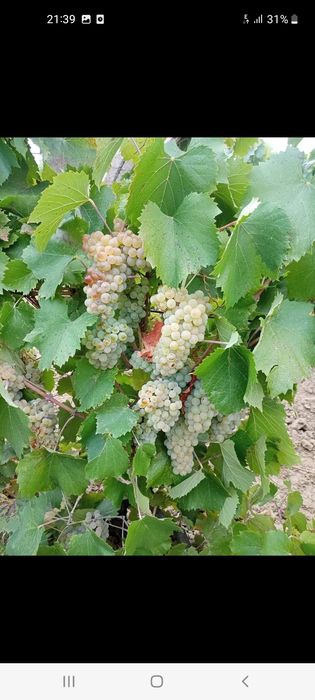 Vand  Struguri de Vin