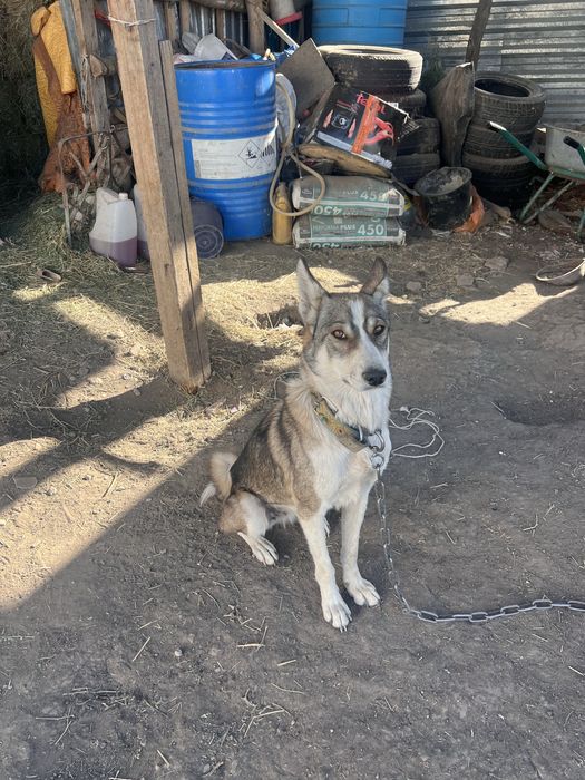 Лайка Лайки Робочие