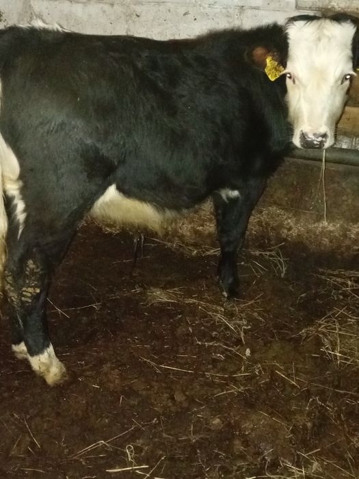 Vând tăuraș de 5 luni înțărcat