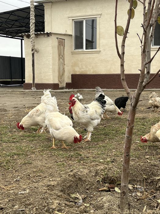 Тауық и тауықтар