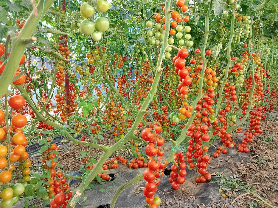 Roșii chery de vanzare producție proprie