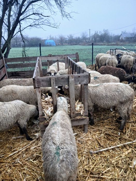 Oi gestante de vanzare tinere