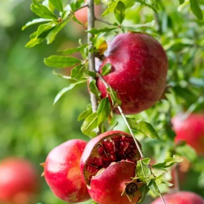 Pomi Fructiferi Exotici (Soiuri de Rodiu )