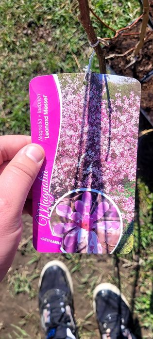 Magnolie soulangeana 150-180 cm crescuta în Ghiveci de 5 L
