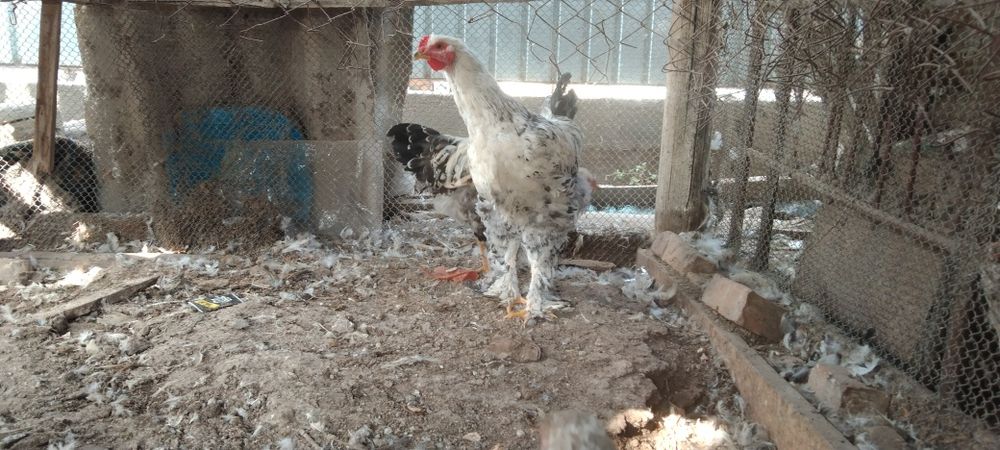 Сатыладыыыыыыыыы