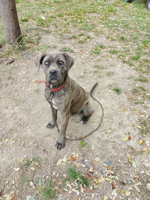 Donez cane corso