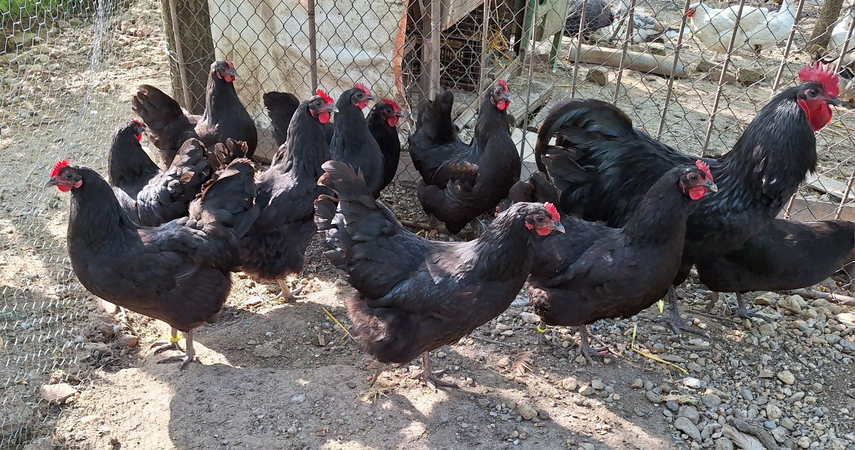 Australorp pe negru de vânzare