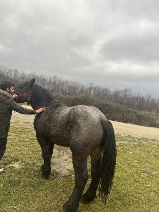 Vînd mînz de 2 ani