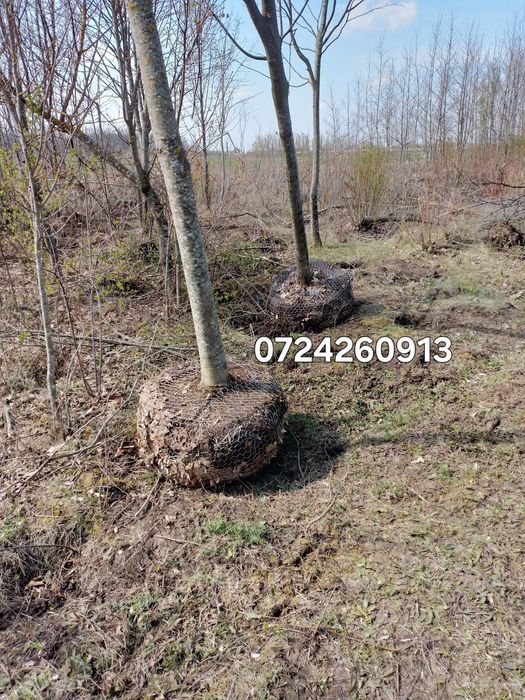 Tei 30+ cm 
Tei 30+ cm grosime pentru vânzare
Arbori maturi, sănătoși,