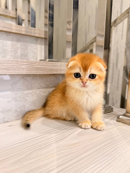 На продаже золотый шиншиллы