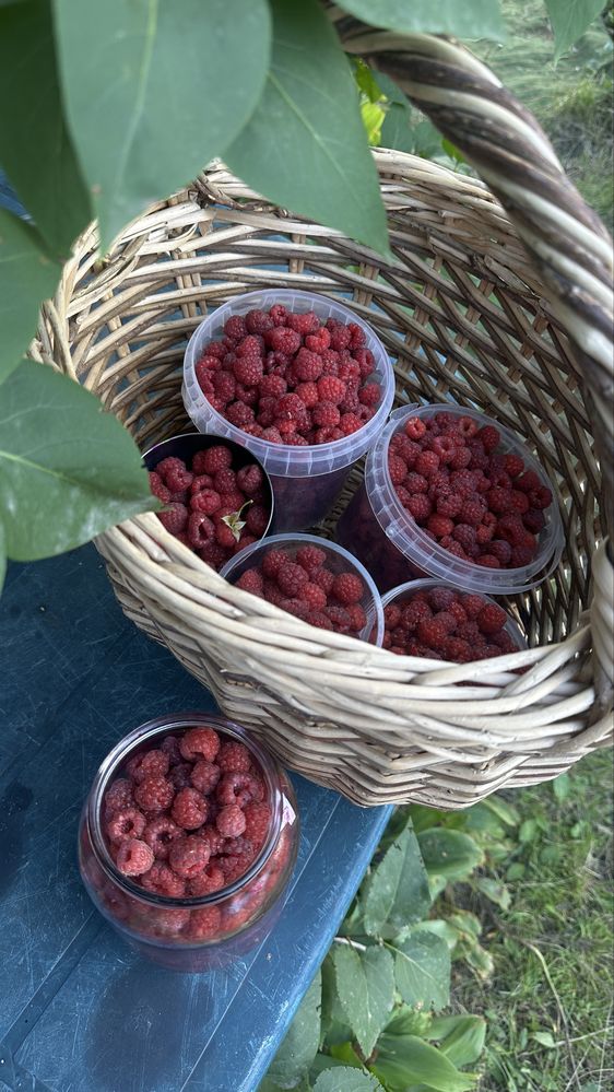 Продам малину, дачную, свежую