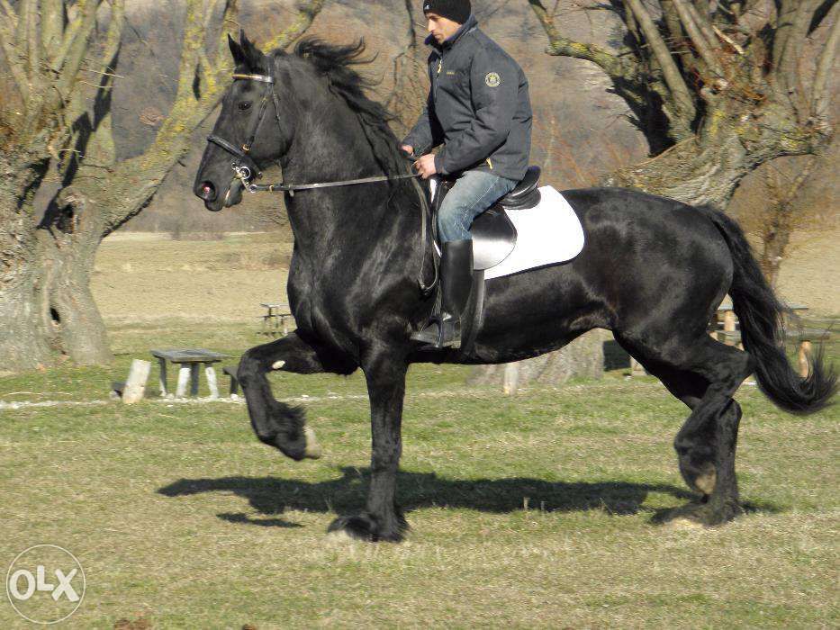 vand iapa friesian top frizian brasov