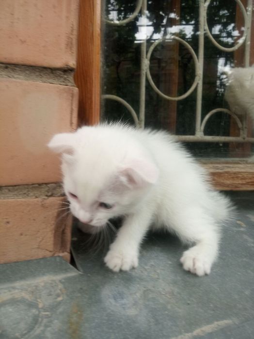 Продаются котята!