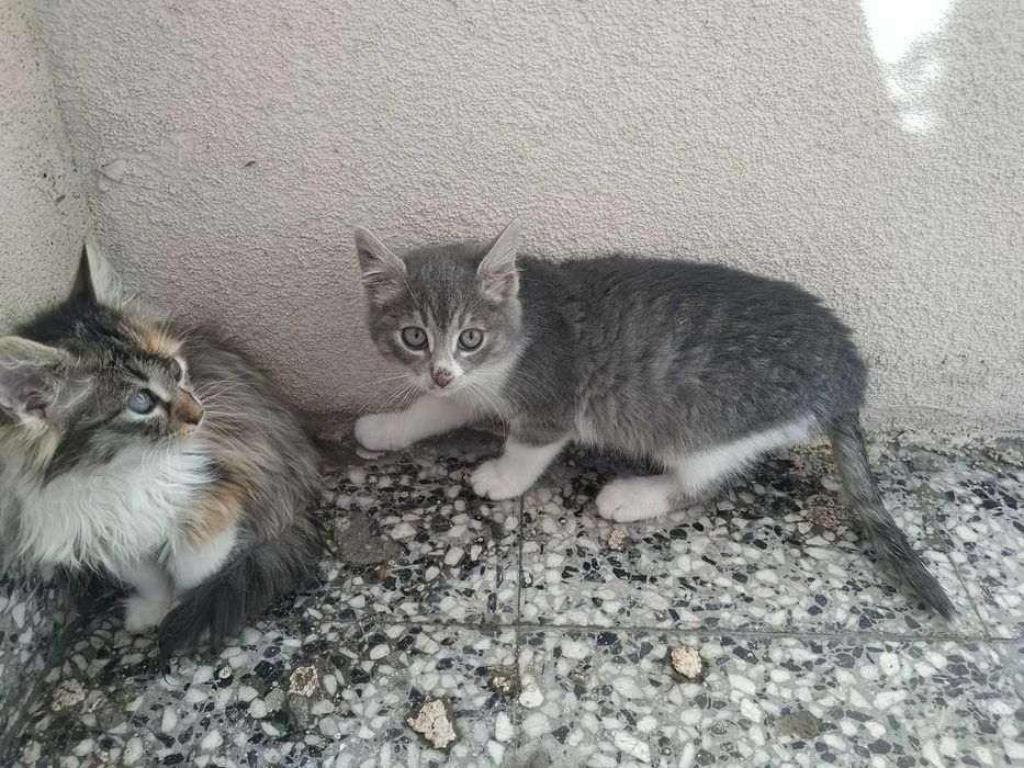 Две котешки момичета търсят своя добър и грижовен осиновител