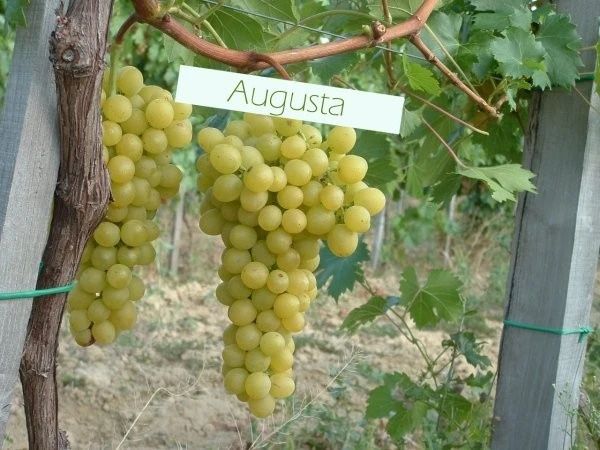 Vita De Vie Nobila Altoita