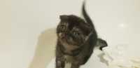 Бриьанские котята, девочка веслоухая м мальчик прямоухий оерас шеколад