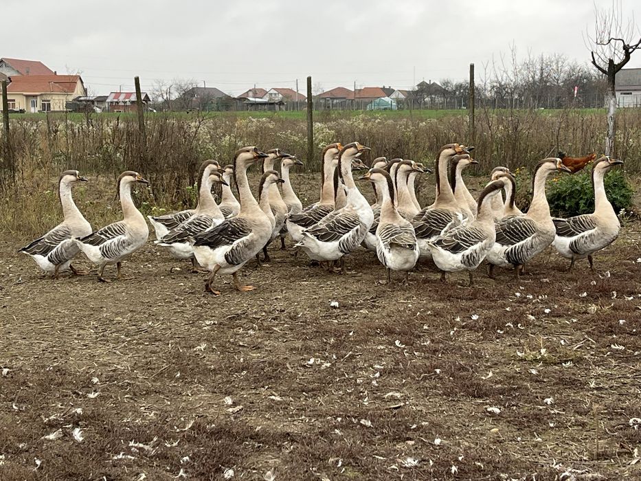 Vând Gâște Africane !!!