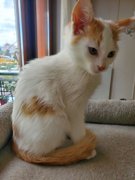 Очарователно рижо-бяло котенце търси дом.