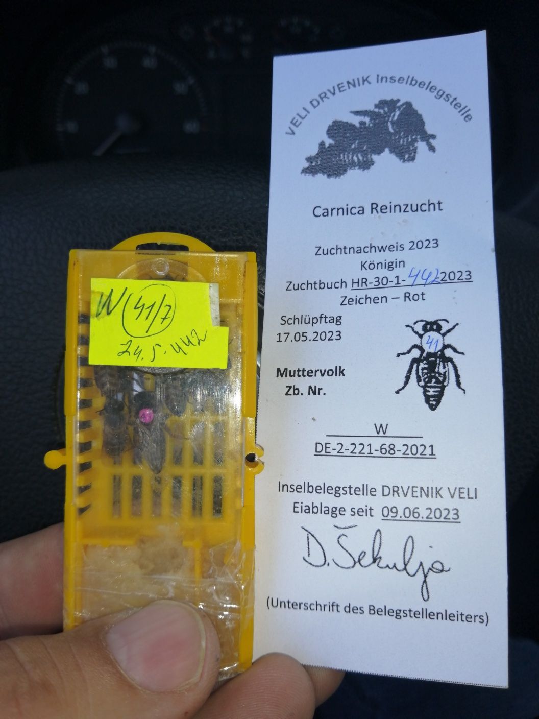 Mătci F1  Buckfast si Carnica