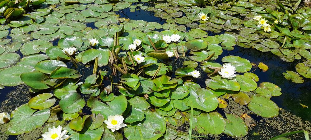 Nuferi maturi, infloresc in mai 2026
