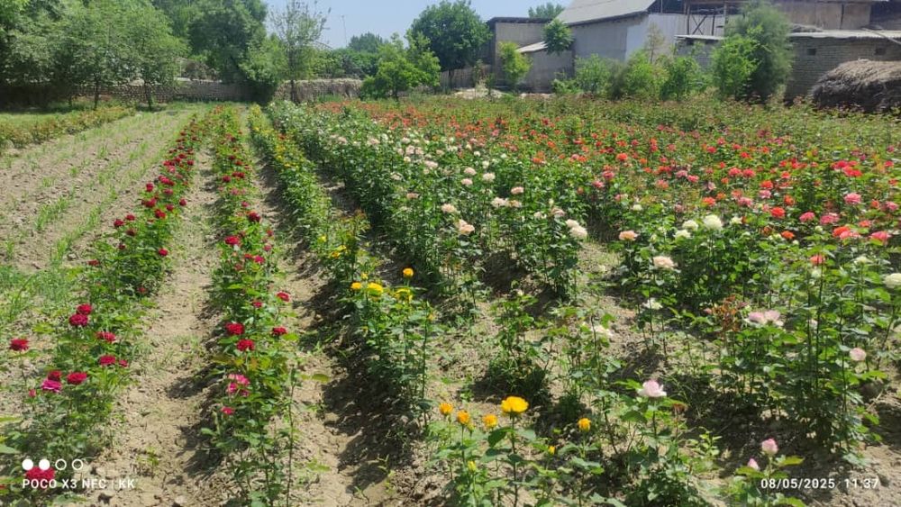 2.500 so'm kelishamz