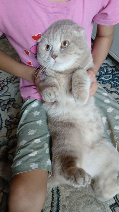 Синба ровно 1 год