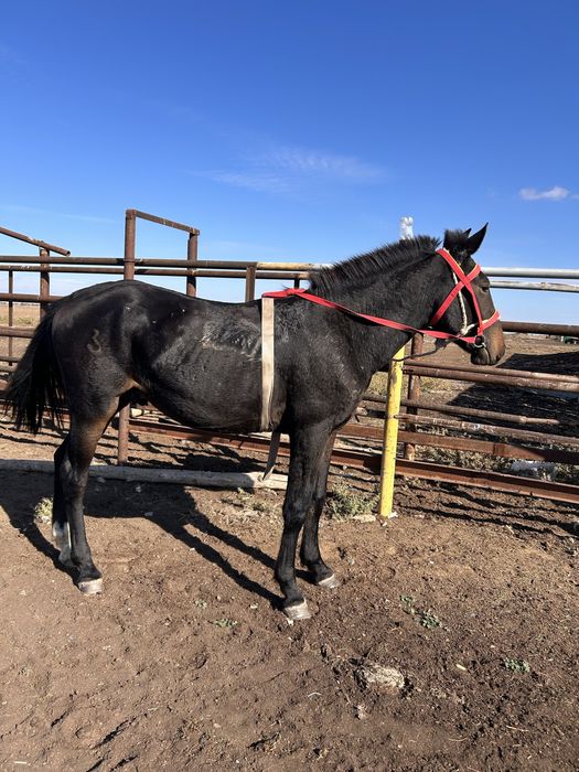 Жылкы сатылад чапай алгабас