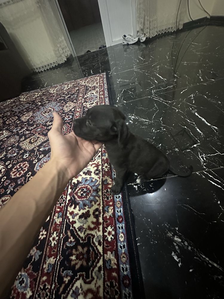 Pitbull sotilad 1yarim oylik