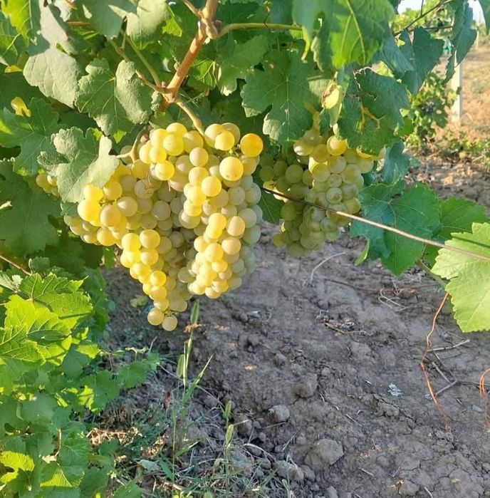 Struguri de vin