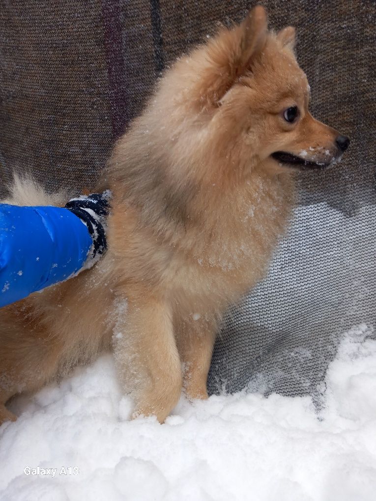 Vand Pomeranian vulpe