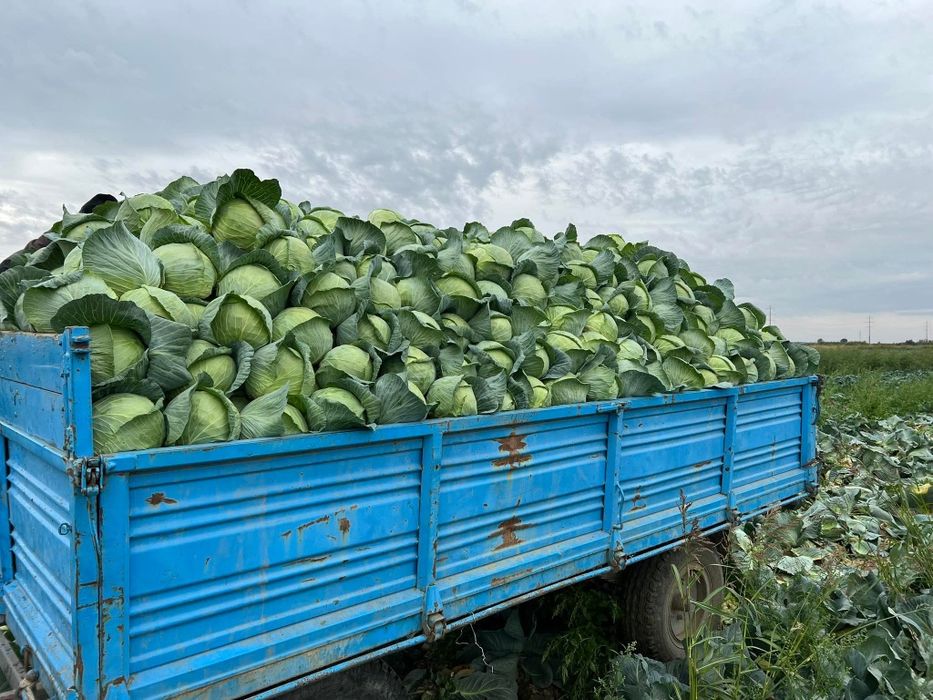 Varza românească