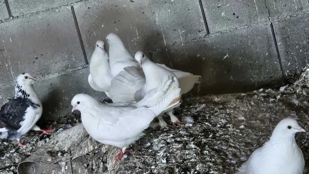 Чисто бели гълъби