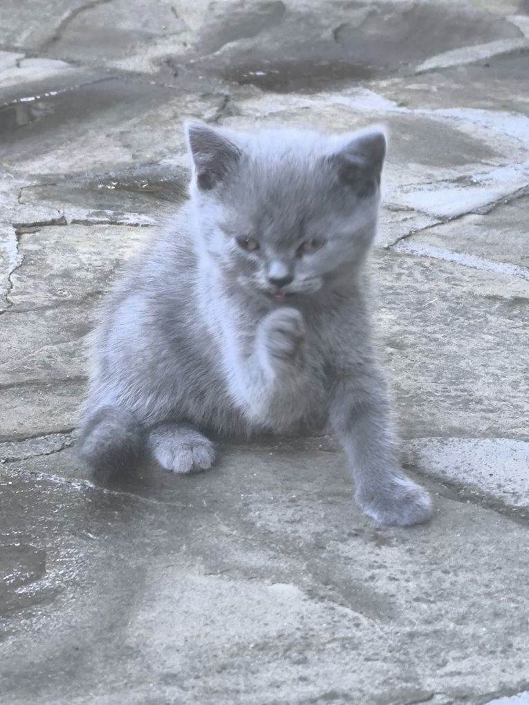 Британски котенца